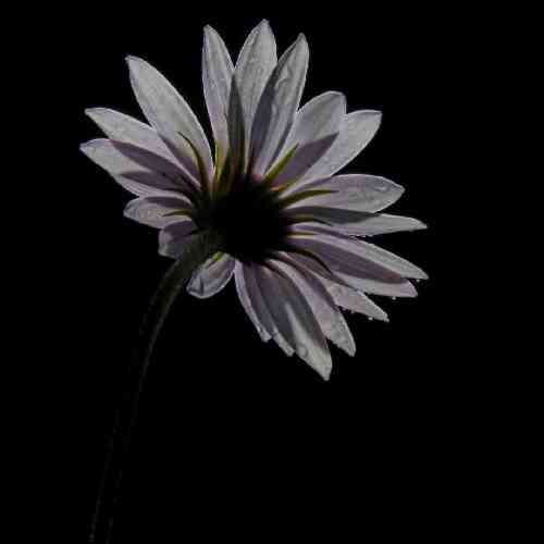 لقمان عزیزی عشق